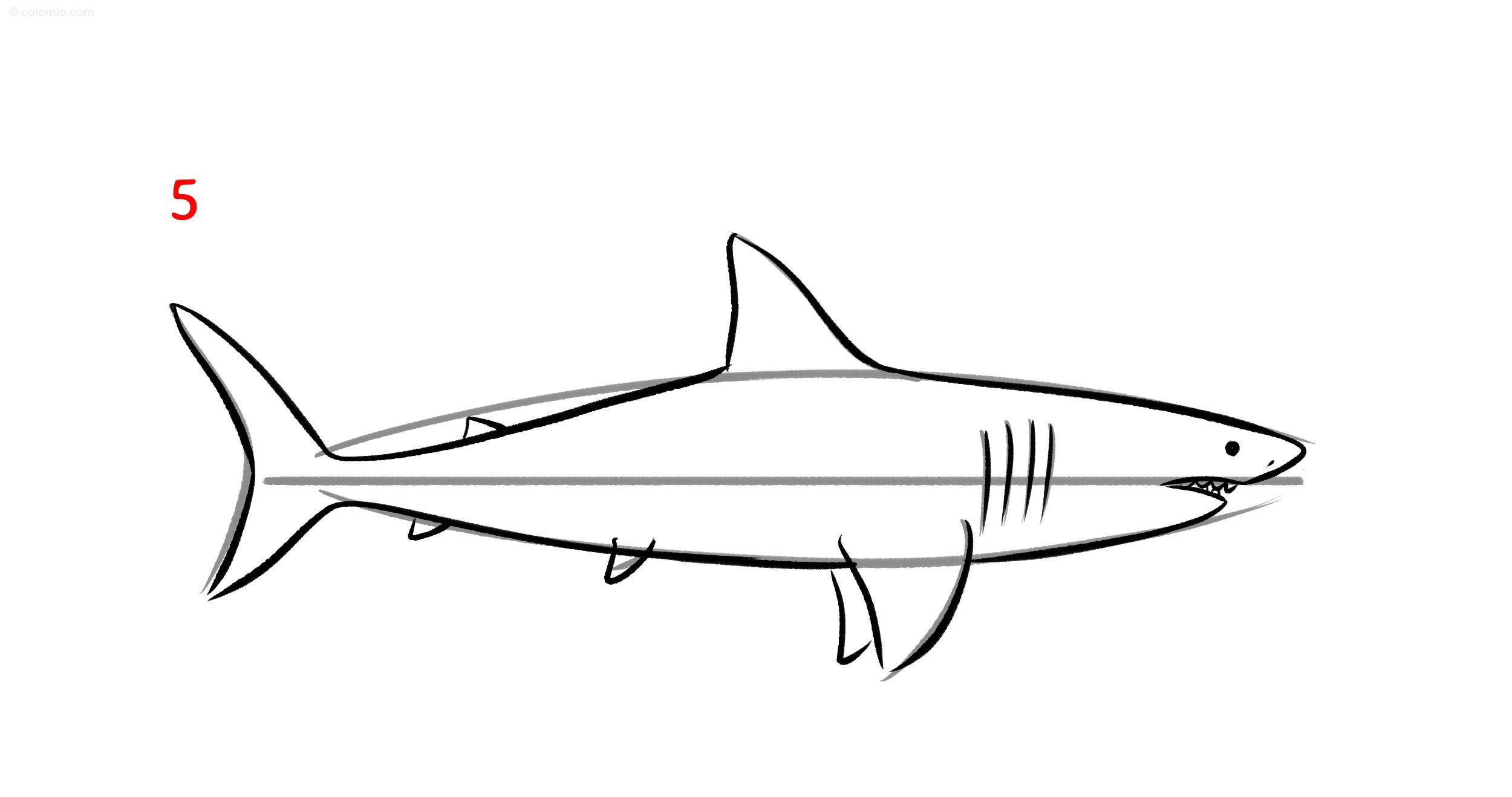 How To Draw A Shark In 8 Easy Steps Ocean Animal Tutorial PDF 