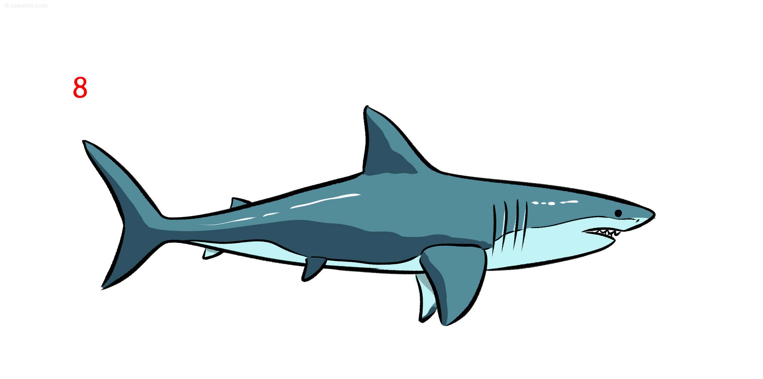 How To Draw A Great White Shark Easy