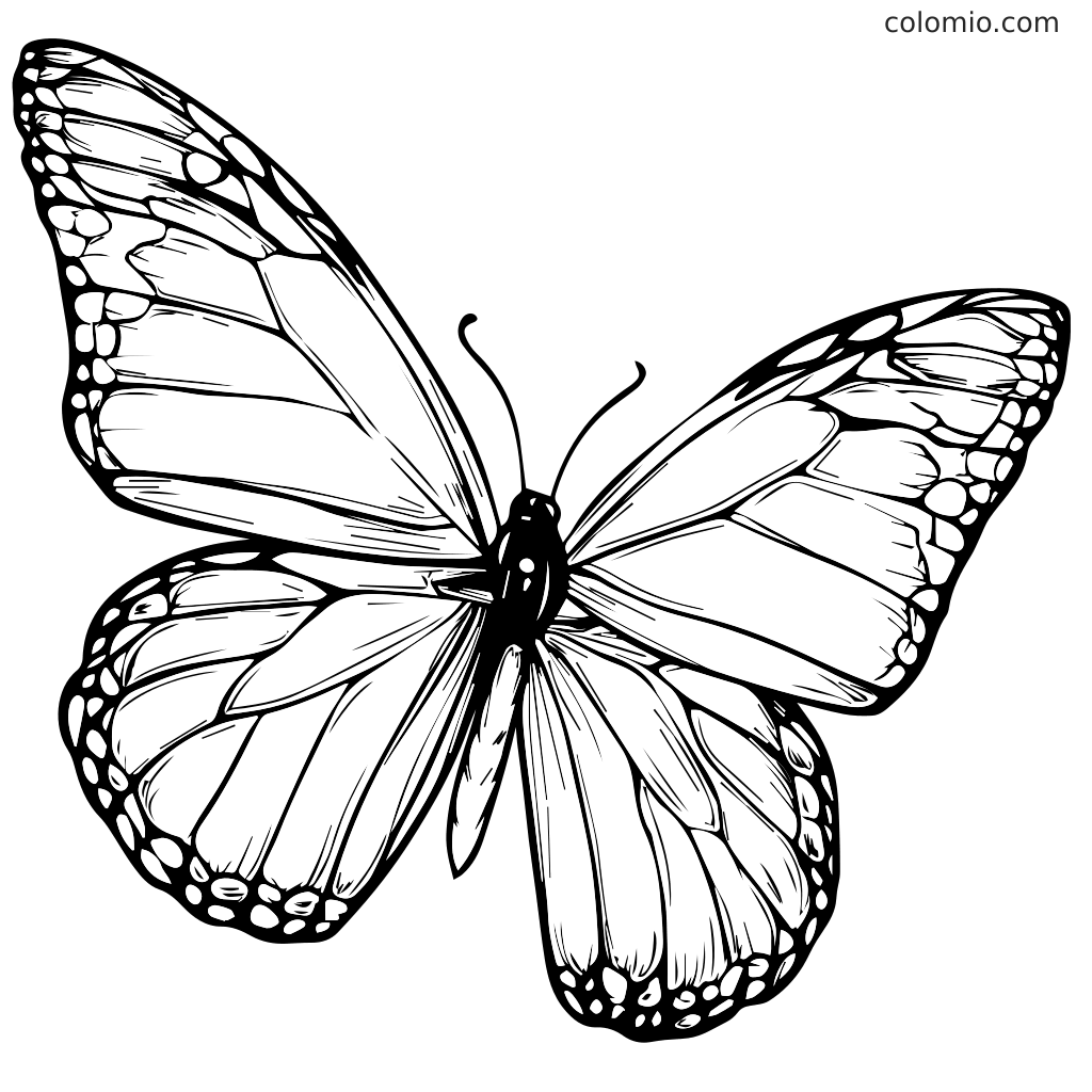 A detailed black and white outline of a butterfly for coloring.