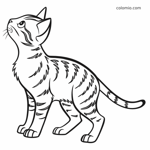 Disegno al tratto di un gatto del Bengala visto di lato, con lo sguardo rivolto verso l’alto, strisce sul pelo e coda curva.