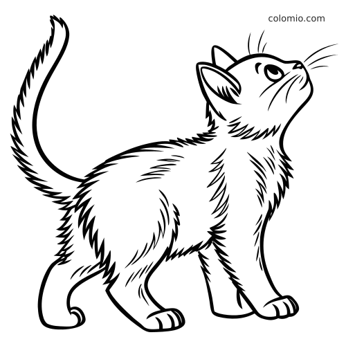 En detaljert svart halloween-kattunge med fluffy pels står i profil, ser oppover og har halen løftet.