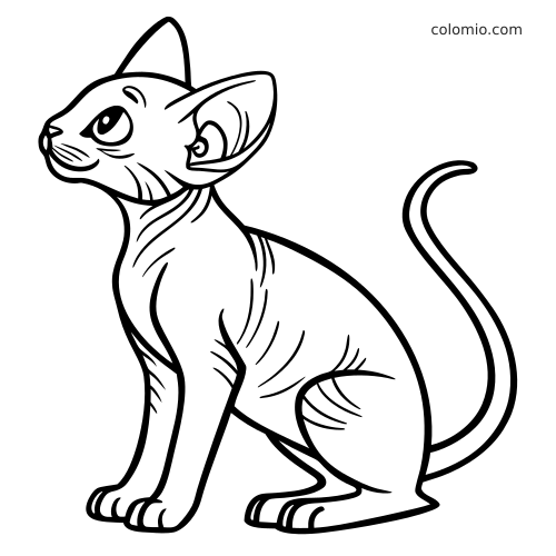 En detaljert strektegning av en sittende sphynxkatt uten pels, med synlige rynker, store øyne og en lang buet hale.