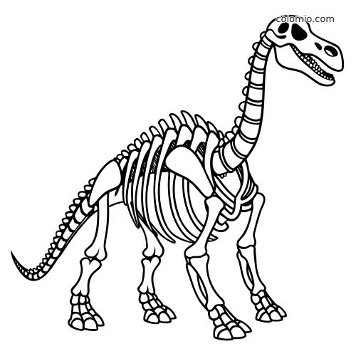 Scheletro fossile in bianco e nero di un dinosauro dal collo lungo, con collo arcuato, gabbia toracica e quattro zampe robuste.
