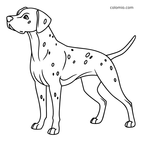 Desenho de linha simples de um cão dálmata adulto em pé, visto de lado, com manchas espalhadas e cauda levantada.