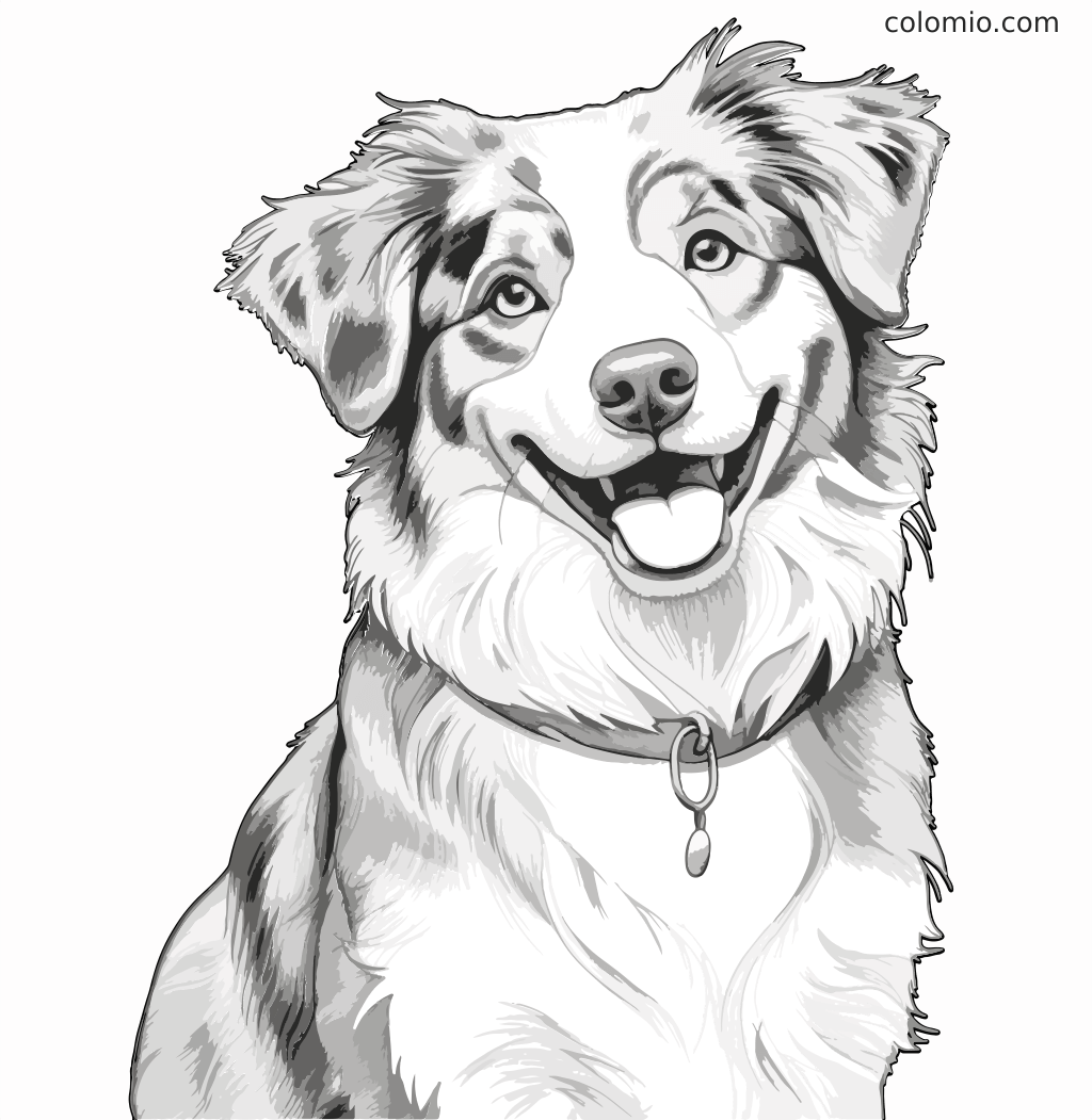 En glad Australian Shepherd med ett stort leende, perfekt för en rolig färgläggningsaktivitet för barn.