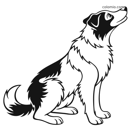 Sort-hvid stregtegning af en siddende border collie, der kigger opad, med lang pels og mørke aftegninger i ansigtet og på ryggen.