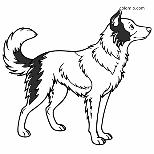 Contorno em preto e branco de um border collie em pé, visto de lado, com pelagem fofa e manchas escuras no rosto e na cauda.