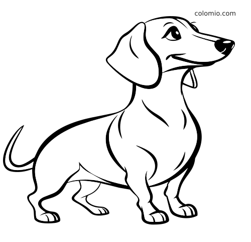 Desenho em preto e branco de um cachorro salsicha com rabo curvado, cabeça erguida e contorno grosso e suave.