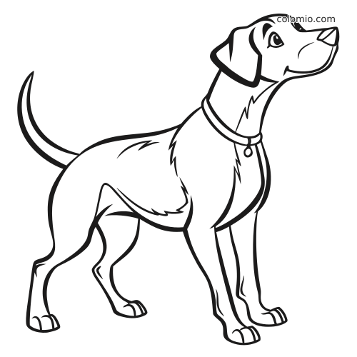 Desenho em preto e branco de um cachorro em pé, visto de perfil, usando coleira e olhando para cima.