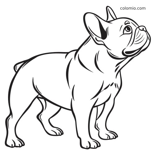 Desenho em preto e branco de um buldogue francês em pé, com a cabeça inclinada para cima e contornos grossos e limpos.