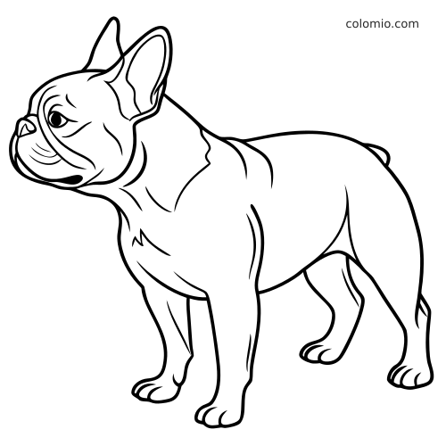 Desenho em preto e branco de um buldogue francês em pé, visto de lado, com a cabeça virada e contornos simples.
