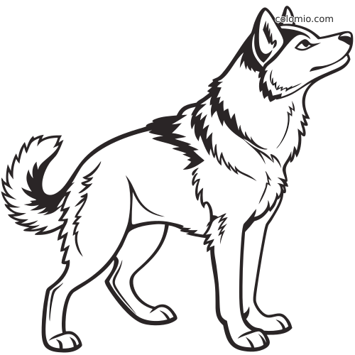 Ilustração em traços de um husky siberiano de perfil, com marcas na pelagem, orelhas pontudas e cauda felpuda curvada.