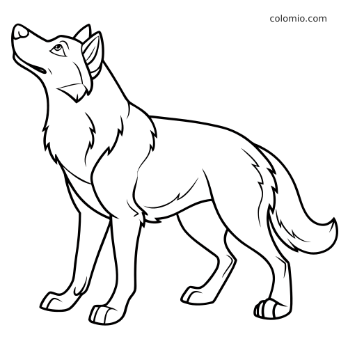 A simple line drawing of a standing Siberian husky in side view with its head raised and fluffy fur outline.