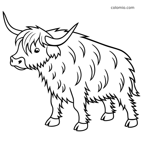 En enkel sort-hvid tegning af højlandskvæg set fra siden med lange horn, pjusket pels og tydelige konturer.