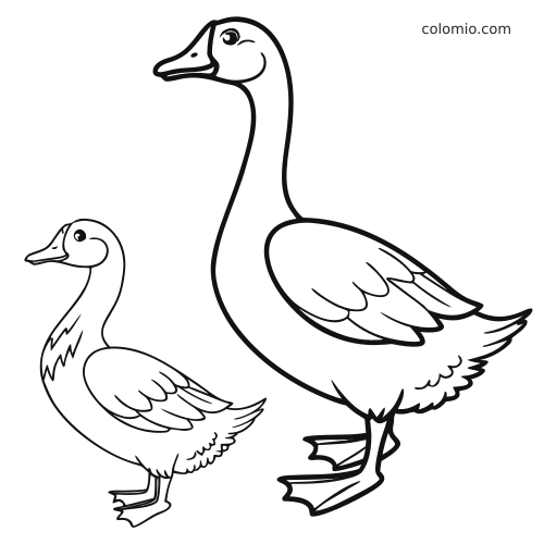 Dessin en noir et blanc d’un canard et d’une oie debout côte à côte, avec des plumes d’ailes détaillées et des traits doux.