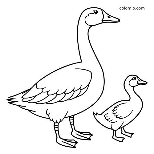 Dessin en noir et blanc d’une grande oie et d’un petit canard debout côte à côte, avec des formes simples à colorier.