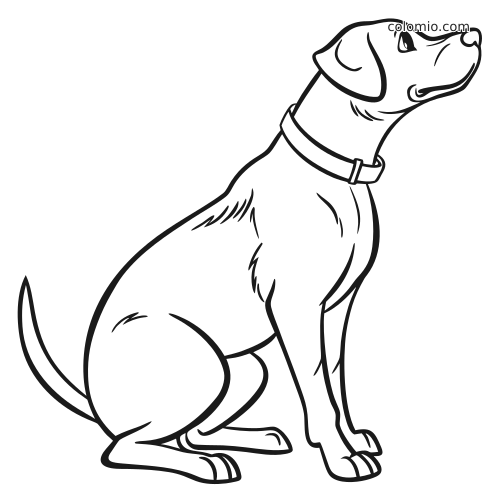 Dessin au trait en noir et blanc d’un chien de ferme assis de profil, avec un collier, regardant vers le haut.