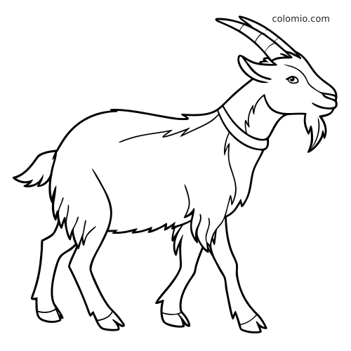 En detaljerad kashmirget i sidovy med långa böjda horn, raggig päls och halsband i ren svart kontur.