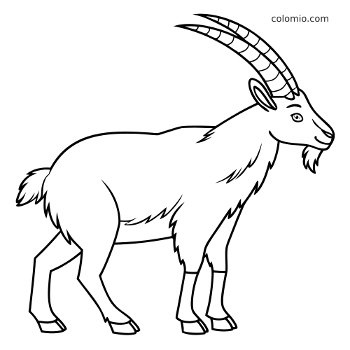 En enkel stenbock i profil med långa böjda horn, stående i sidovy som svartvit konturteckning.