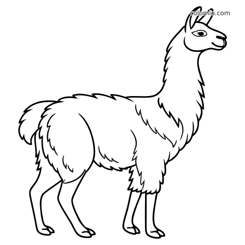Contour simple en noir et blanc d’un lama debout, vu de profil, avec un pelage duveteux et des lignes épaisses nettes.