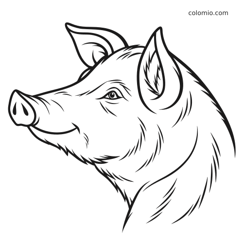 Portrait détaillé en noir et blanc d’une tête de cochon de profil, avec oreilles pointues, groin et traits texturés à colorier.