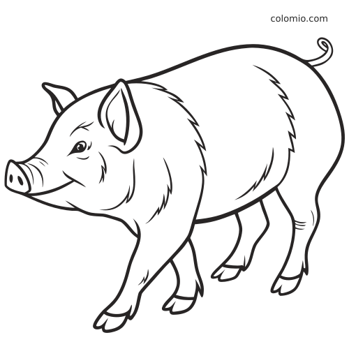 Vue de profil en noir et blanc d’un cochon ventru en train de marcher, avec un corps arrondi et des contours nets.