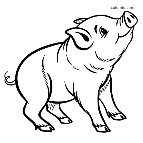 Un cochon vietnamien en noir et blanc, vu de trois quarts, avec la tête levée vers le haut et la queue en tire-bouchon visible.