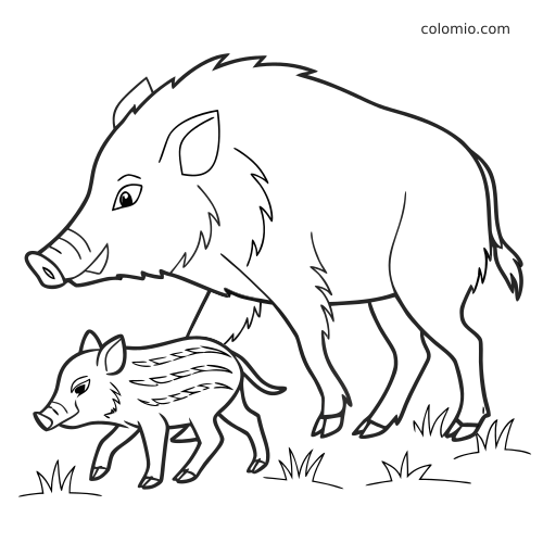 Dessin au trait simple d’un sanglier marchant à côté d’un marcassin rayé, avec quelques touffes d’herbe au sol.