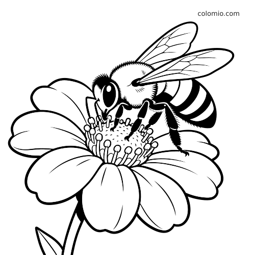 En detaljeret sort-hvid bi med stribet bagkrop sidder tæt på midten af en stor blomst og samler pollen.