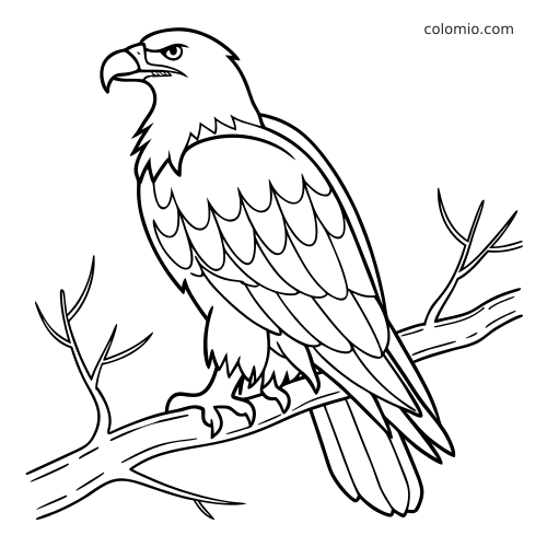 Eenvoudige lijntekening van een Amerikaanse zeearend die in zijaanzicht op een boomtak zit, met duidelijke dikke contouren.