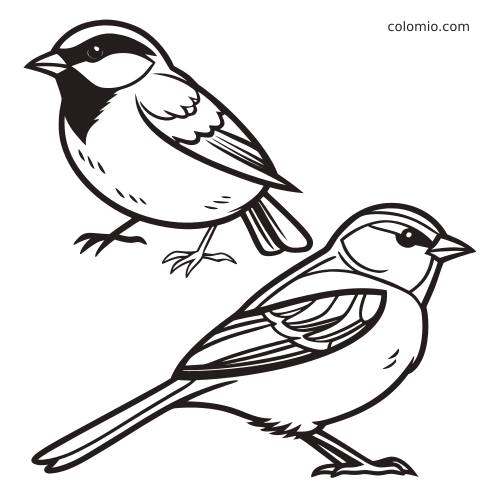 Een mus en een mees in dikke zwarte contouren, staand afgebeeld in een eenvoudige vogelillustratie.