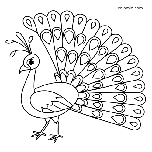 Een eenvoudige zwart-witte kleurplaat van een pauw die rechtop staat met zijn staartveren volledig uitgespreid.