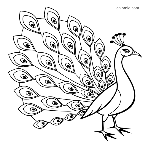 Een gedetailleerde pauw in zijaanzicht met wijd gespreide staartveren met oogpatroon in zwart-witte lijntekening.