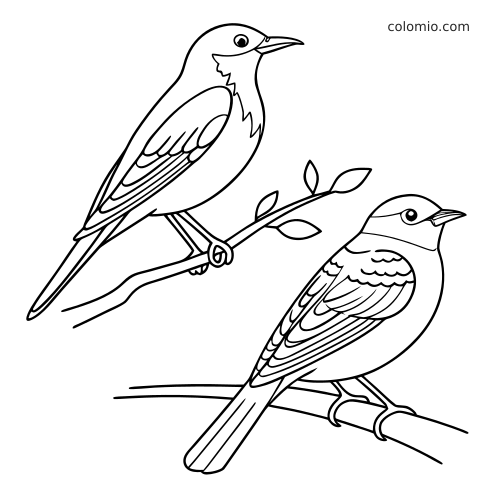 Twee eenvoudige zangvogels, een roodborst en een merel, zitten op takken in een duidelijke zwart-wit lijntekening.