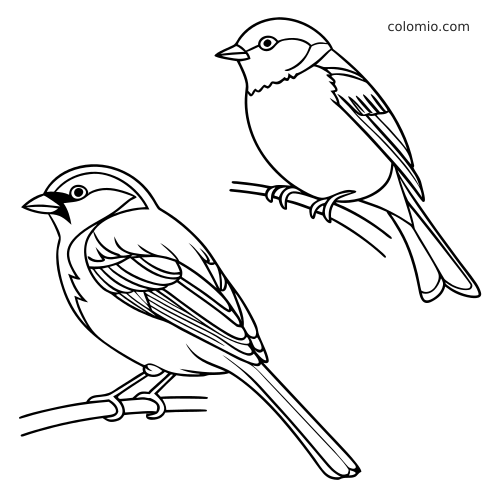 Twee zangvogels, een mus en een mees, in eenvoudige lijntekening op aparte takken.
