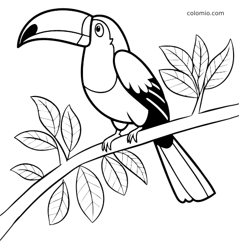 Lijntekening van een gedetailleerde toekan op een tak, omringd door bladeren met duidelijk zichtbare nerven.