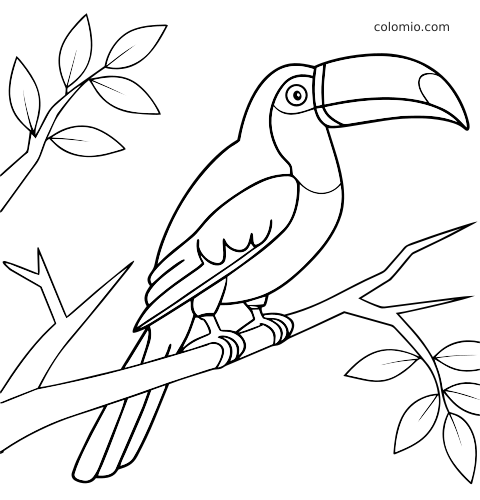 Lijntekening van een eenvoudige toekan met grote snavel, zittend op een boomtak met enkele bladeren eromheen.