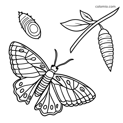 Mustavalkoinen kuva perhosen elinkaaresta: aikuinen perhonen, oksalla roikkuva kotelo ja kotelovaihe.