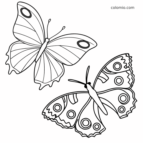 Kaksi mustavalkoista perhosta ääriviivapiirroksena: sinisiipi ja riikinkukkoperhonen värityskuvassa.