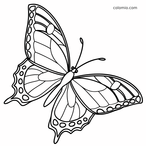 Ritariperhonen sivulta kuvattuna siivet avoinna, selkeät ääriviivat ja erottuvat siipikuviot.