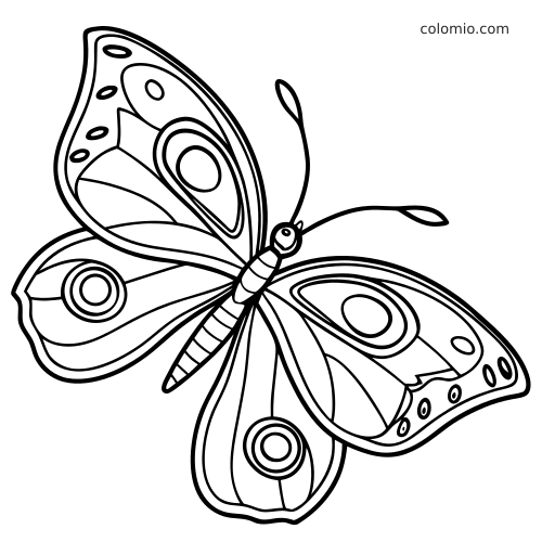 Hyvin yksinkertainen perhonen, jonka siivissä on ovaaleja kuvioita ja selkeitä paksuja ääriviivoja.