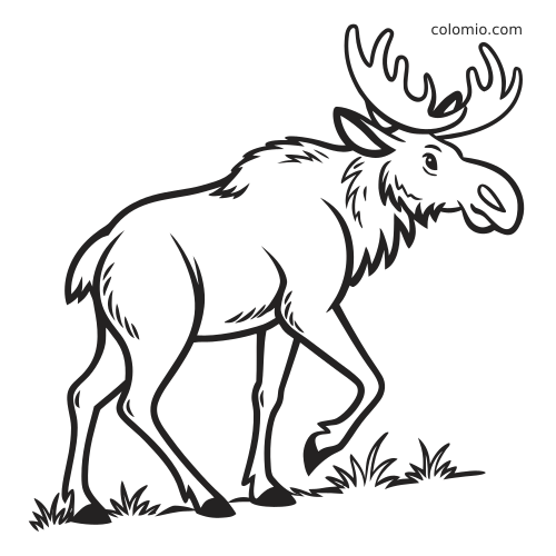 Mustavalkoinen värityskuva kävelevästä hirvestä, jolla on leveät sarvet, tuuhea turkki ja jaloissa pieniä ruohotuppaita.