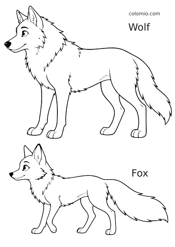 Confronto anatomico in bianco e nero con un lupo in alto e una volpe in basso, entrambi disegnati di profilo.