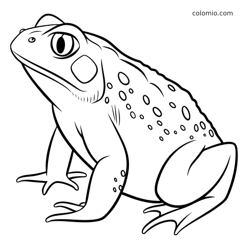 Illustrazione in bianco e nero di un rospo maculato visto di profilo, con grande occhio, dorso bitorzoluto e zampe posteriori forti.