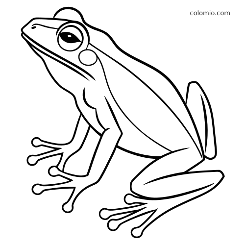 Semplice disegno al tratto di una raganella vista di lato, con occhi grandi e polpastrelli arrotondati sulle zampe.