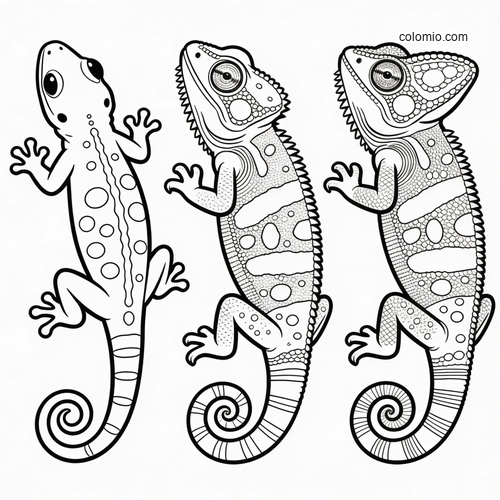 Black-and-white outline drawing of three reptiles: a gecko, iguana, and chameleon shown side by side in simple line art.