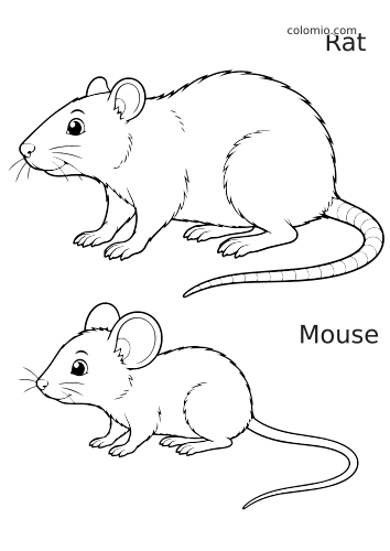 Comparação em preto e branco entre um rato e um camundongo, lado a lado, mostrando corpo, orelhas e caudas em contorno simples.