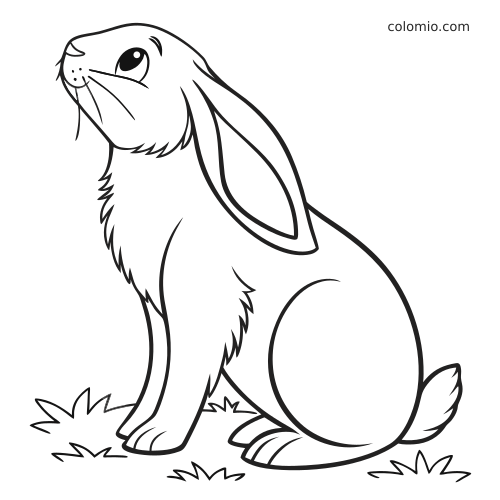 Disegno lineare semplice di un coniglio ariete seduto sull'erba, visto di lato, con contorni netti e orecchie lunghe pendenti.