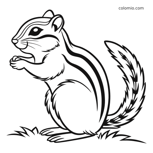 Czarno-biała wiewiórka pręgowana siedzi wyprostowana na trawie, ma wyraźne pasy na grzbiecie i puszysty ogon.