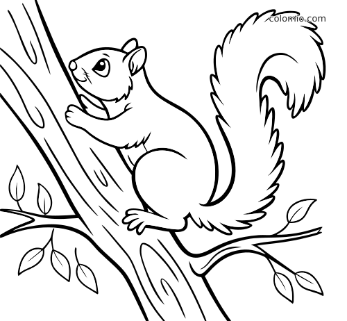 Rysunek konturowy przedstawia wiewiórkę wspinającą się ukośnie po pniu drzewa, z dużym puszystym ogonem i liśćmi wokół.